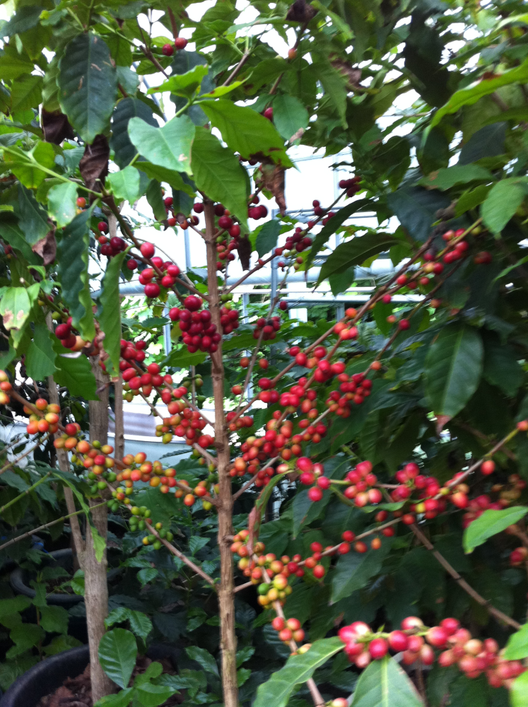 커피농장 커피 수확 이미지 3